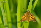 Skipper 28_06_06